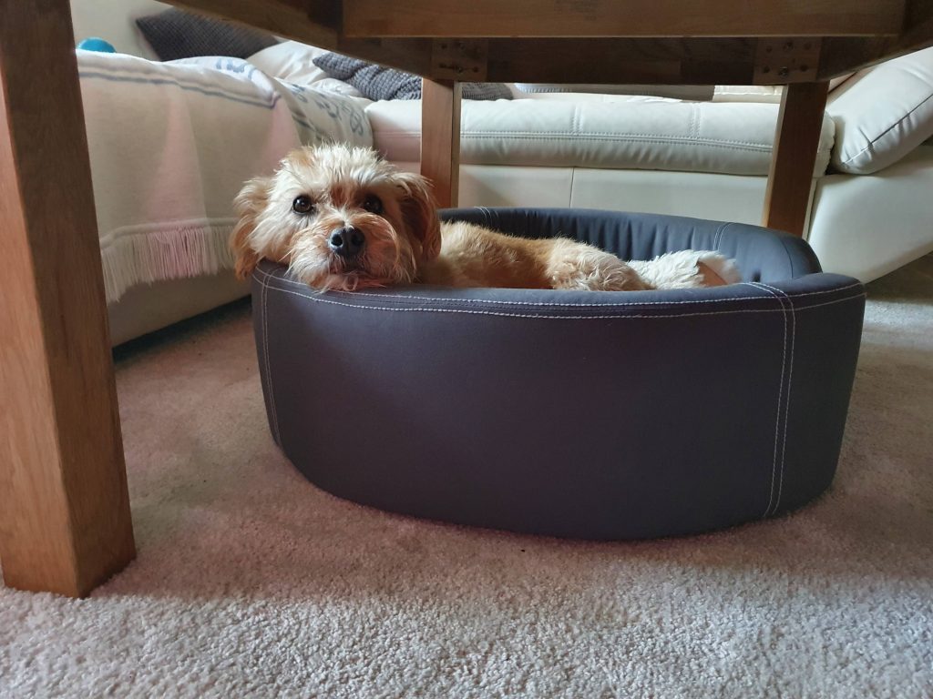 Nikita in her dog bed under a table
